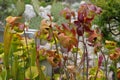 Flowers of carnivorous plant pitcher, commonly called trumpet pitcher in Latin known as sarracenia flava. Royalty Free Stock Photo