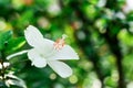 Flowers carpel nature soft focus closeup blur background pollen, Hibiscus pink and white flower Royalty Free Stock Photo