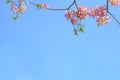 Flowers Cassia bakeriana blossom on background