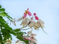 Flowers of Cassia bakeriana or common name Horse Cassia , Pink Cassia , Pink Shower Royalty Free Stock Photo