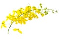 Flowers of Cassia fistula or Golden shower on white
