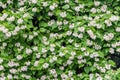 Flowers of Catalpa bignonioides. Common names include southern catalpa