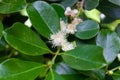 Flowers of a Cattley guava, Psidium cattleianum Royalty Free Stock Photo