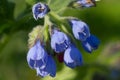 Flowers on Caucasian comfrey in summer garden Royalty Free Stock Photo