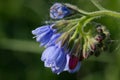 Flowers on Caucasian comfrey in summer garden Royalty Free Stock Photo