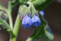 Flowers on Caucasian comfrey in summer garden Royalty Free Stock Photo
