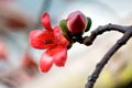 Flowers of ceiba Royalty Free Stock Photo