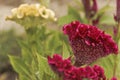 Flowers - celosia, similar to cockscomb.Crimea