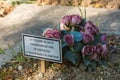 Flowers in a cemetery with abandoned tomb