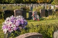 Flowers in a cemetery Royalty Free Stock Photo