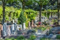 Flowers in a cemetery with tombstones in background Royalty Free Stock Photo