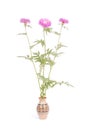 Flowers of centaurea dealbata Royalty Free Stock Photo