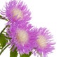 Flowers of centaurea dealbata isolated on a white, close up Royalty Free Stock Photo