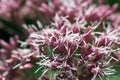 Flowers of the Centranthus Ruber or Red Valerian.