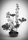 Flowers in ceramic bowl isolated on white