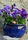 Flowers in the ceramic pot Royalty Free Stock Photo