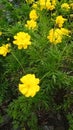 The flowers of the cerana and trigona bee vegetation Royalty Free Stock Photo