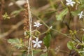 Flowers of Ceylon leadwort Plumbago zeylanica Royalty Free Stock Photo