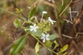 Flowers of Ceylon leadwort Plumbago zeylanica Royalty Free Stock Photo