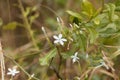 Flowers of Ceylon leadwort Plumbago zeylanica Royalty Free Stock Photo