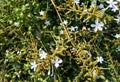 Flowers of Ceylon leadwort Plumbago zeylanica, a tropical medical plant. Royalty Free Stock Photo