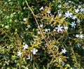 Flowers of Ceylon leadwort Plumbago zeylanica, a tropical medical plant. Royalty Free Stock Photo