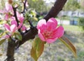 The flower of Chaenomeles cathayensis. Royalty Free Stock Photo