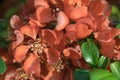 Flowers of chaenomeles or Japanese quince close up