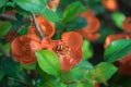 Flowers of chaenomeles or Japanese quince close up