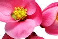 Flowers of Chaenomeles Japonica (Japanese Quince) blossoming. I Royalty Free Stock Photo