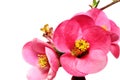 Flowers of Chaenomeles Japonica (Japanese Quince) blossoming. I Royalty Free Stock Photo