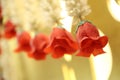 Flowers chain beautiful nice pretty roses Royalty Free Stock Photo