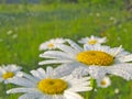 Flowers of chamomile chamomile in drops of morning dew. Joyful morning mood. Royalty Free Stock Photo