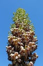 Flowers of Chaparral yucca, our Lord`s candle, Spanish bayonet, Quixote yucca or foothill yucca