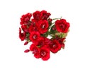 The flowers of charming small colored carnations