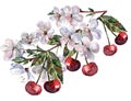 Flowers and Berry Cherry of Watercolor. Floral Illustration.