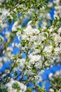 Flowers, cherry blossoms on the branches on a spring day.