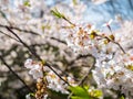 Flowers of the cherry blossoms close up on a spring day in seoul, South Korea.Blank space background on blue sky. Royalty Free Stock Photo