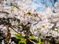 Flowers of the cherry blossoms close up on a spring day in seoul, South Korea.Blank space background on blue sky. Royalty Free Stock Photo