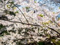 Flowers of the cherry blossoms close up on a spring day in seoul, South Korea.Blank space background on blue sky. Royalty Free Stock Photo