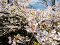 Flowers of the cherry blossoms close up on a spring day in seoul, South Korea.Blank space background on blue sky. Royalty Free Stock Photo