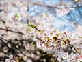 Flowers of the cherry blossoms close up on a spring day in seoul, South Korea.Blank space background on blue sky. Royalty Free Stock Photo