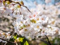 Flowers of the cherry blossoms close up on a spring day in seoul, South Korea.Blank space background on blue sky. Royalty Free Stock Photo