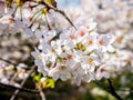 Flowers of the cherry blossoms close up on a spring day in seoul, South Korea.Blank space background on blue sky. Royalty Free Stock Photo