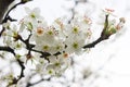 Flowers of cherry blossoms Closeup leaf.