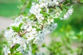 Flowers of the cherry blossoms Royalty Free Stock Photo