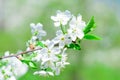 Flowers of the cherry blossoms Royalty Free Stock Photo