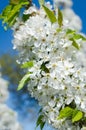 Flowers of the cherry blossoms Royalty Free Stock Photo
