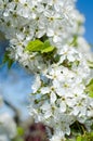 Flowers of the cherry blossoms Royalty Free Stock Photo