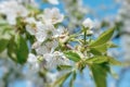 Flowers of the cherry blossoms on a spring day Royalty Free Stock Photo